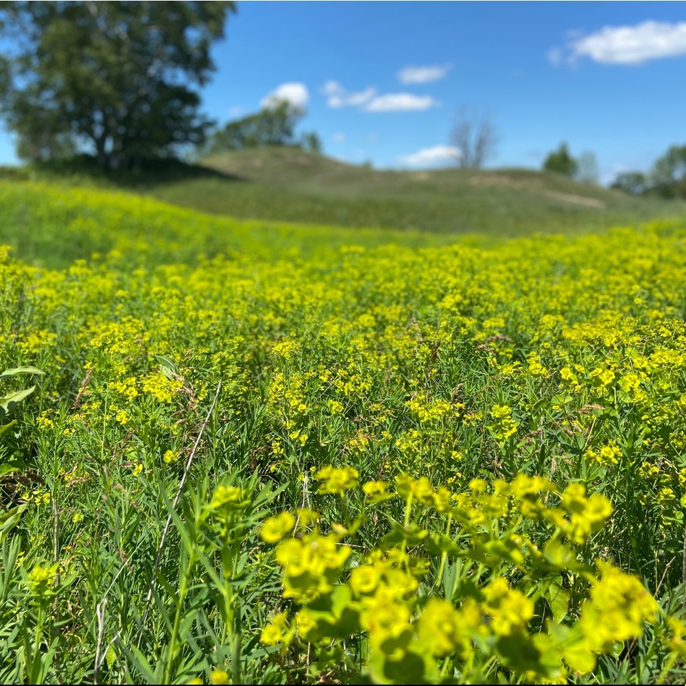 Meet your Posher, Linnea